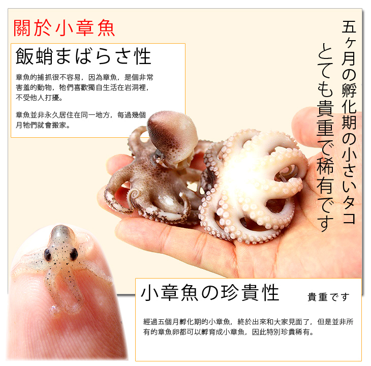 生凍小章魚